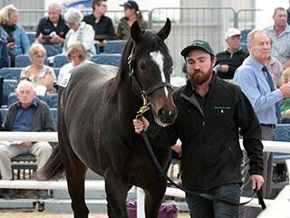 2018 South Island Sale Topper - Lot 109 Per Incanto x The Dewdrop. Photo: Deborah Smith.